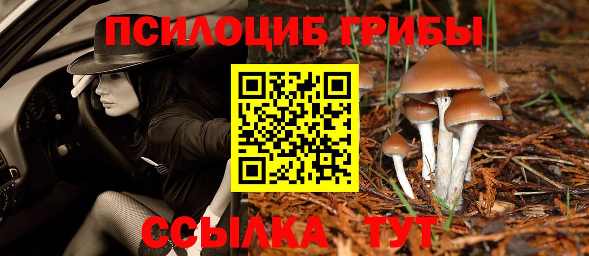 Галлюциногенные грибы Psilocybe Рязань